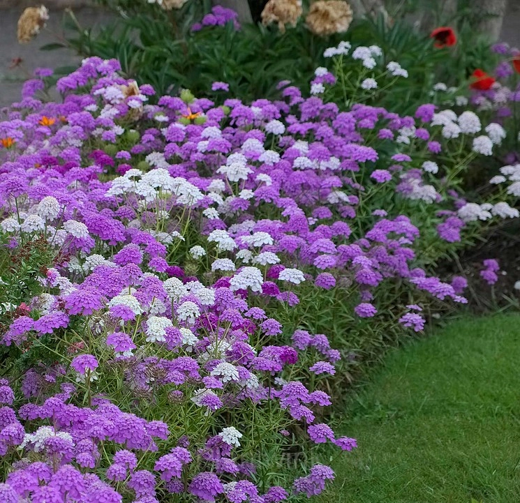 Mixed Color Sweet Alyssum Seeds - View 4