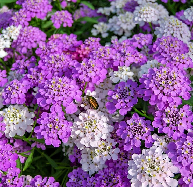 Mixed Color Sweet Alyssum Seeds - View 6