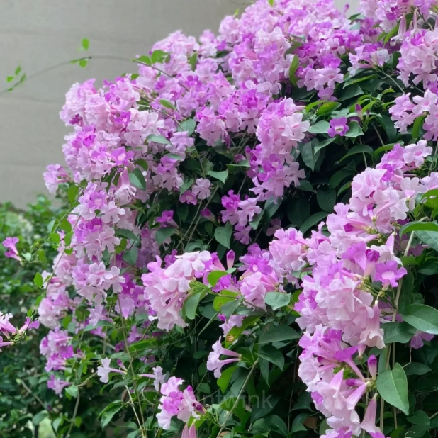 Garlic Vine——Pink and Purple Gradient Ocean - Main