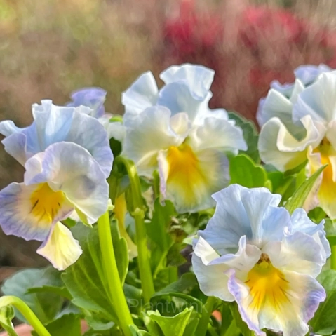 Pansy Summer Elf Mixed Color Seeds - View 2