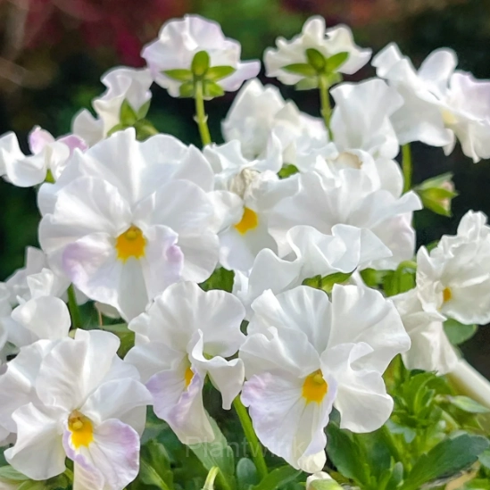 Pansy Summer Elf Mixed Color Seeds - View 12