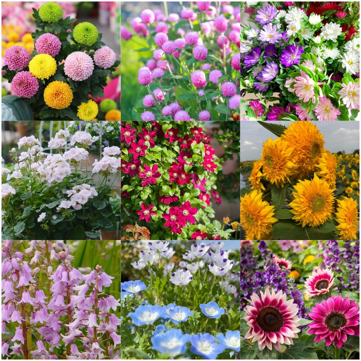 Four Seasons Flowering Mixed Flower Seeds - View 4