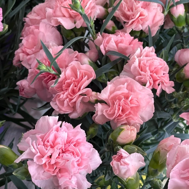 Double Carnation Seeds—Mother’s Day Flowers - Alt