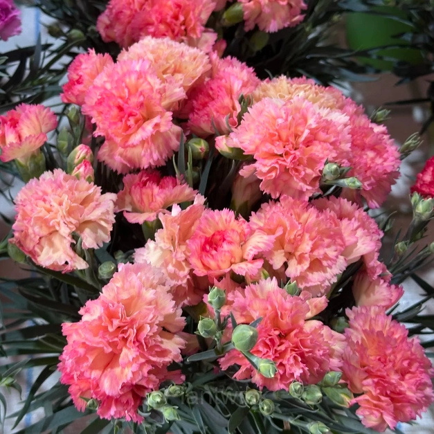 Double Carnation Seeds—Mother’s Day Flowers - View 8