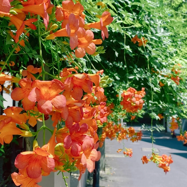 Trumpet Creeper – Climbing Plant - View 6