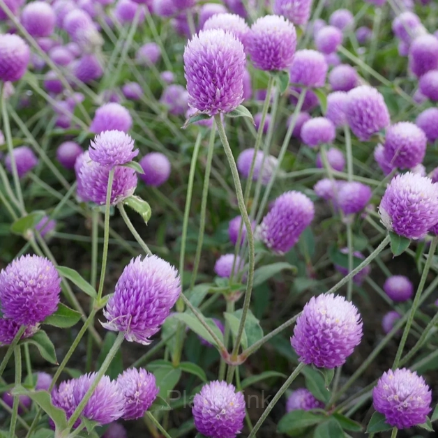 Gomphrina—Eternal Love - View 10