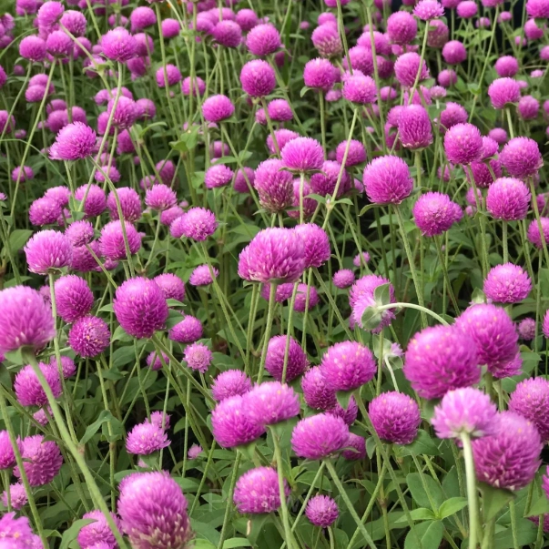 Gomphrina—Eternal Love - View 3