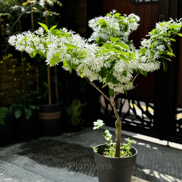 Tassel Tree Seeds - Main
