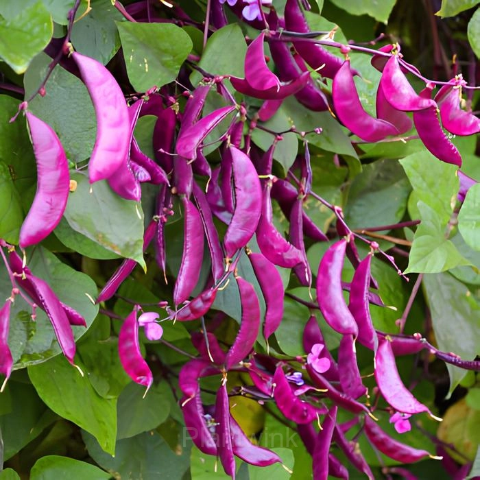 Purple Gem Lentil Seed - Alt