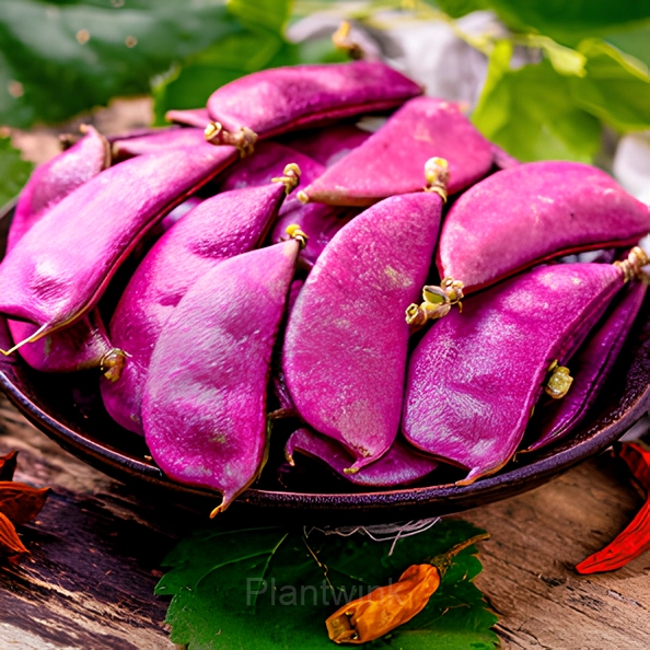 Purple Gem Lentil Seed - View 3