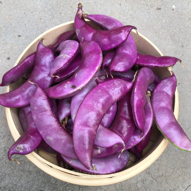 Purple Gem Lentil Seed - Main