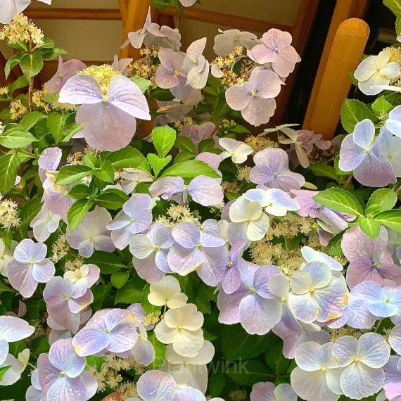 Starry Sky Series Hydrangea - View 6