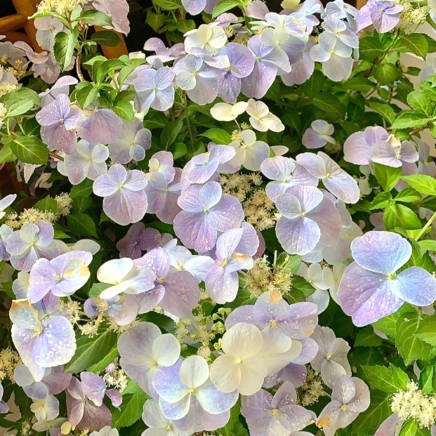 Starry Sky Series Hydrangea - View 7