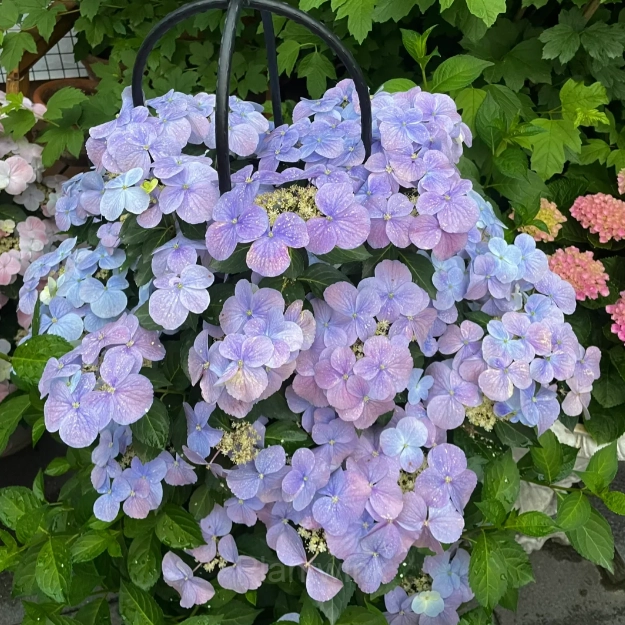Starry Sky Series Hydrangea - View 10