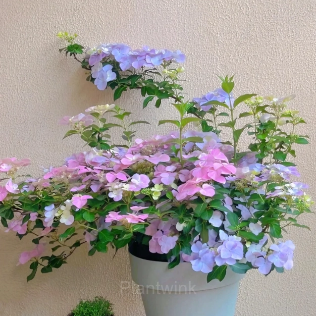 Starry Sky Series Hydrangea - Main