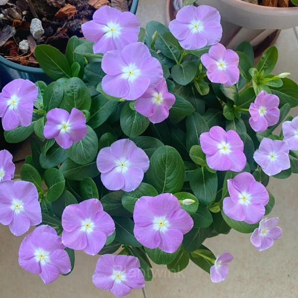 Periwinkle - View 13