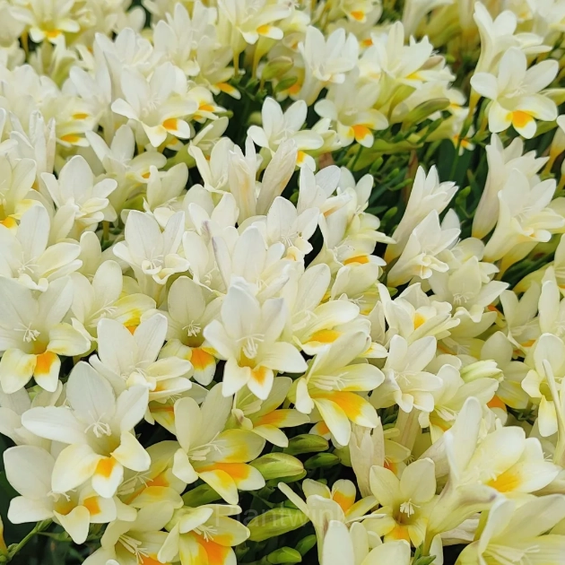 Freesia—Winter Perfume - View 10