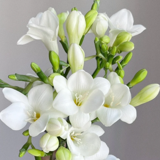 Freesia—Winter Perfume - View 17