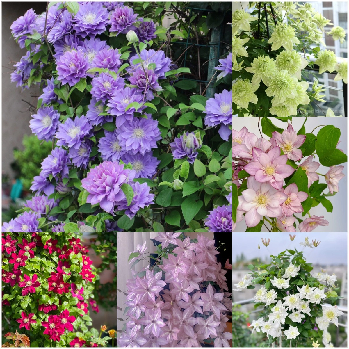 Multiple Petals Climbing Clematis - Main