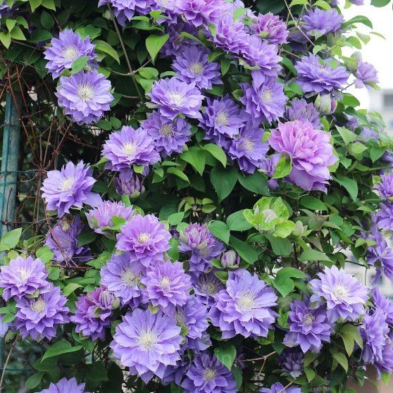 Multiple Petals Climbing Clematis - View 4
