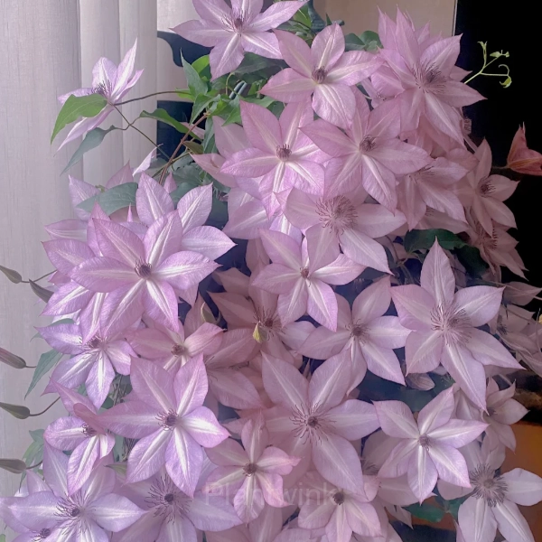 Multiple Petals Climbing Clematis - View 5