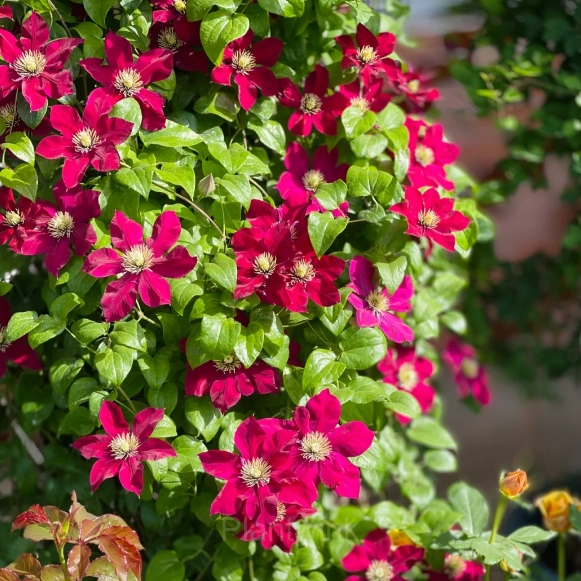 Multiple Petals Climbing Clematis - View 9