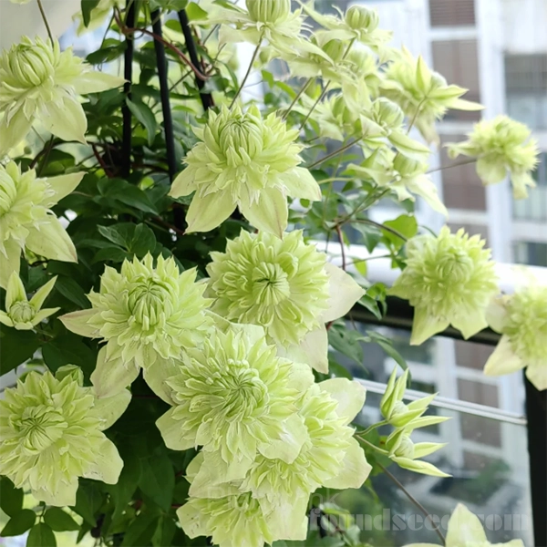Multiple Petals Climbing Clematis - View 10