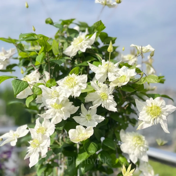 Multiple Petals Climbing Clematis - View 11