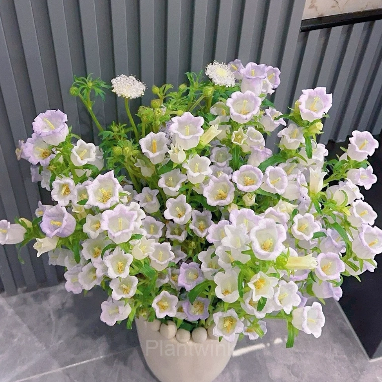 Bellflower – Flowers From Fairy Tales - View 3