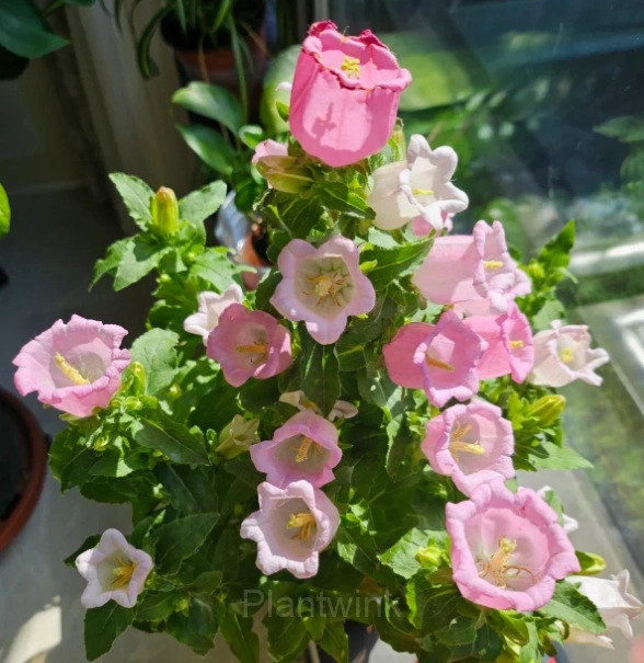 Harriet review image 1