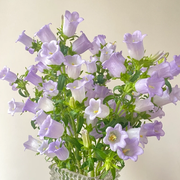 Bellflower – Flowers From Fairy Tales - View 4