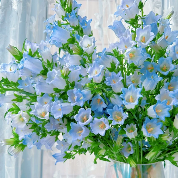 Bellflower – Flowers From Fairy Tales - View 5