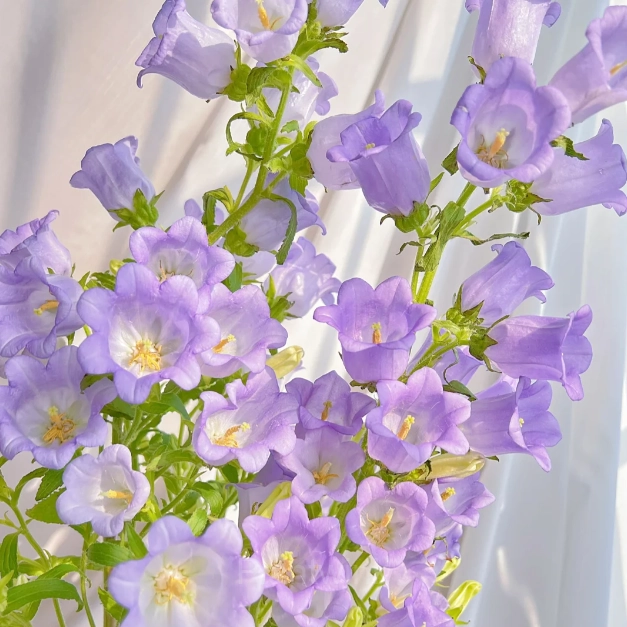 Bellflower – Flowers From Fairy Tales - View 6