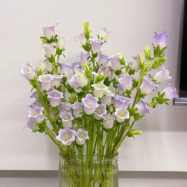Bellflower – Flowers From Fairy Tales - View 7