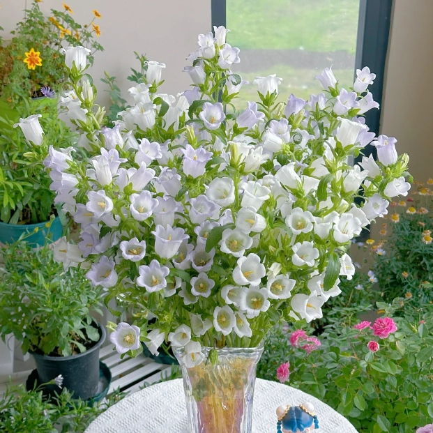 Bellflower – Flowers From Fairy Tales - View 8