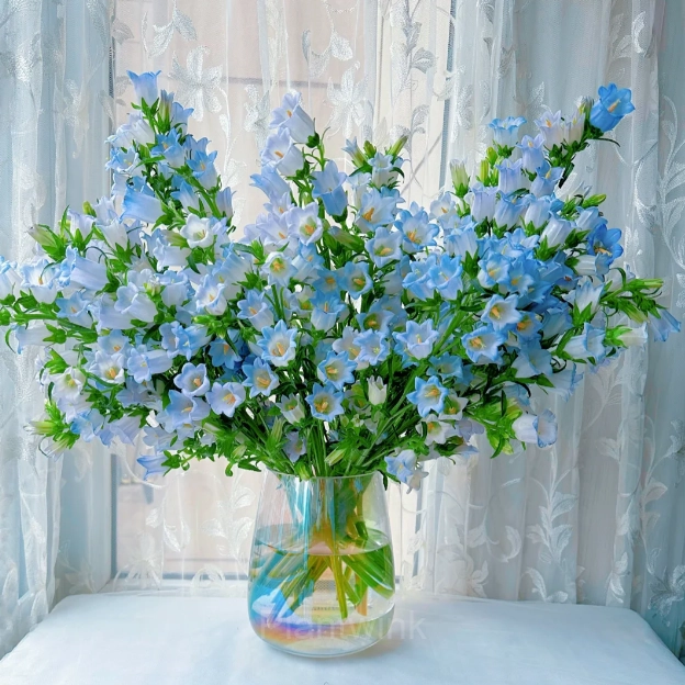 Bellflower – Flowers From Fairy Tales - View 9