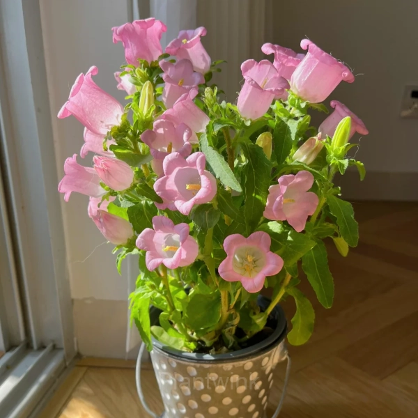 Bellflower – Flowers From Fairy Tales - Main