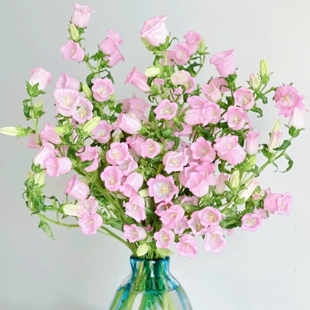 Bellflower – Flowers From Fairy Tales - View 10