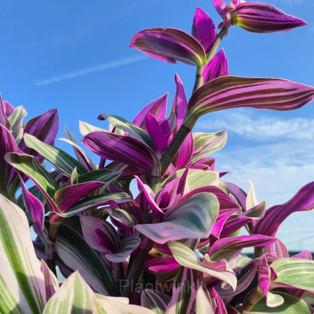 Orchid - Alt