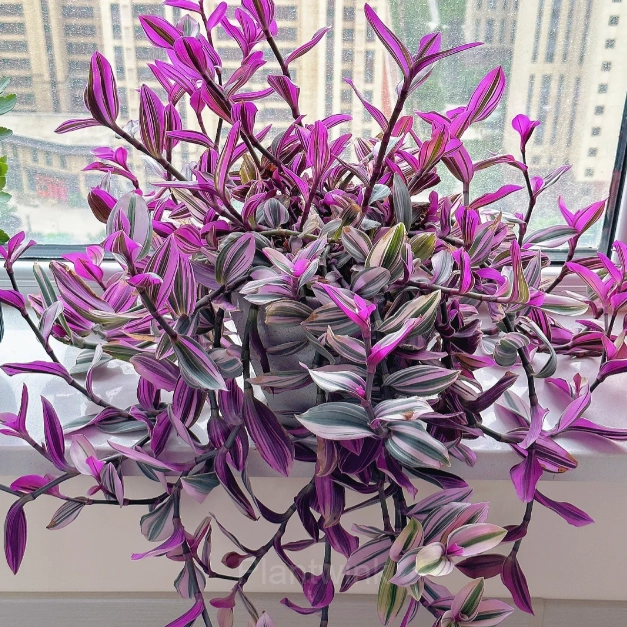 Orchid - View 3
