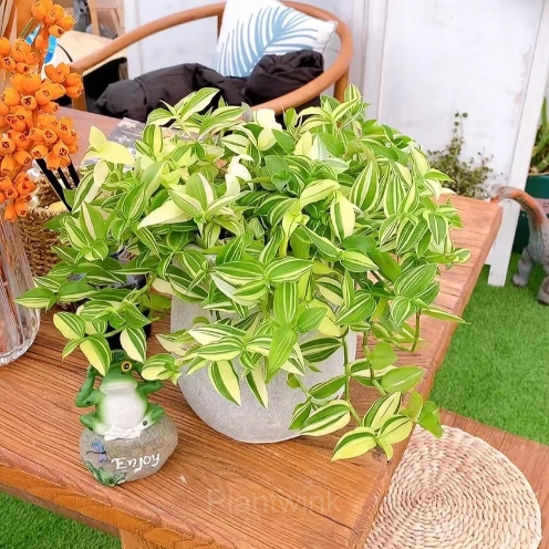 Orchid - View 6
