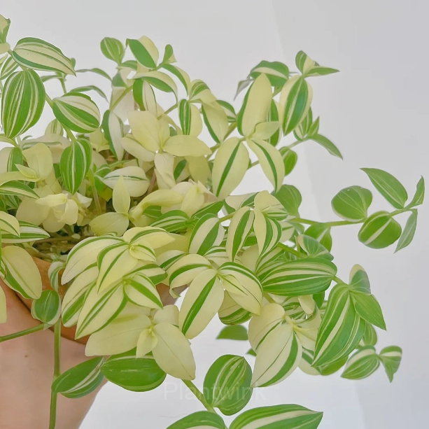 Orchid - View 8