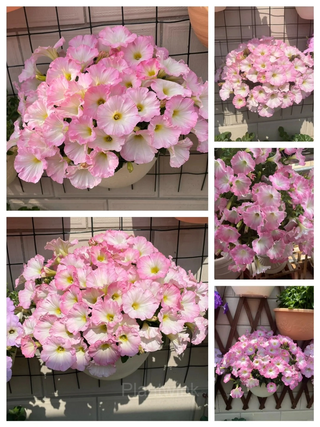 The Latest Petunia Varieties In 2024 - View 2