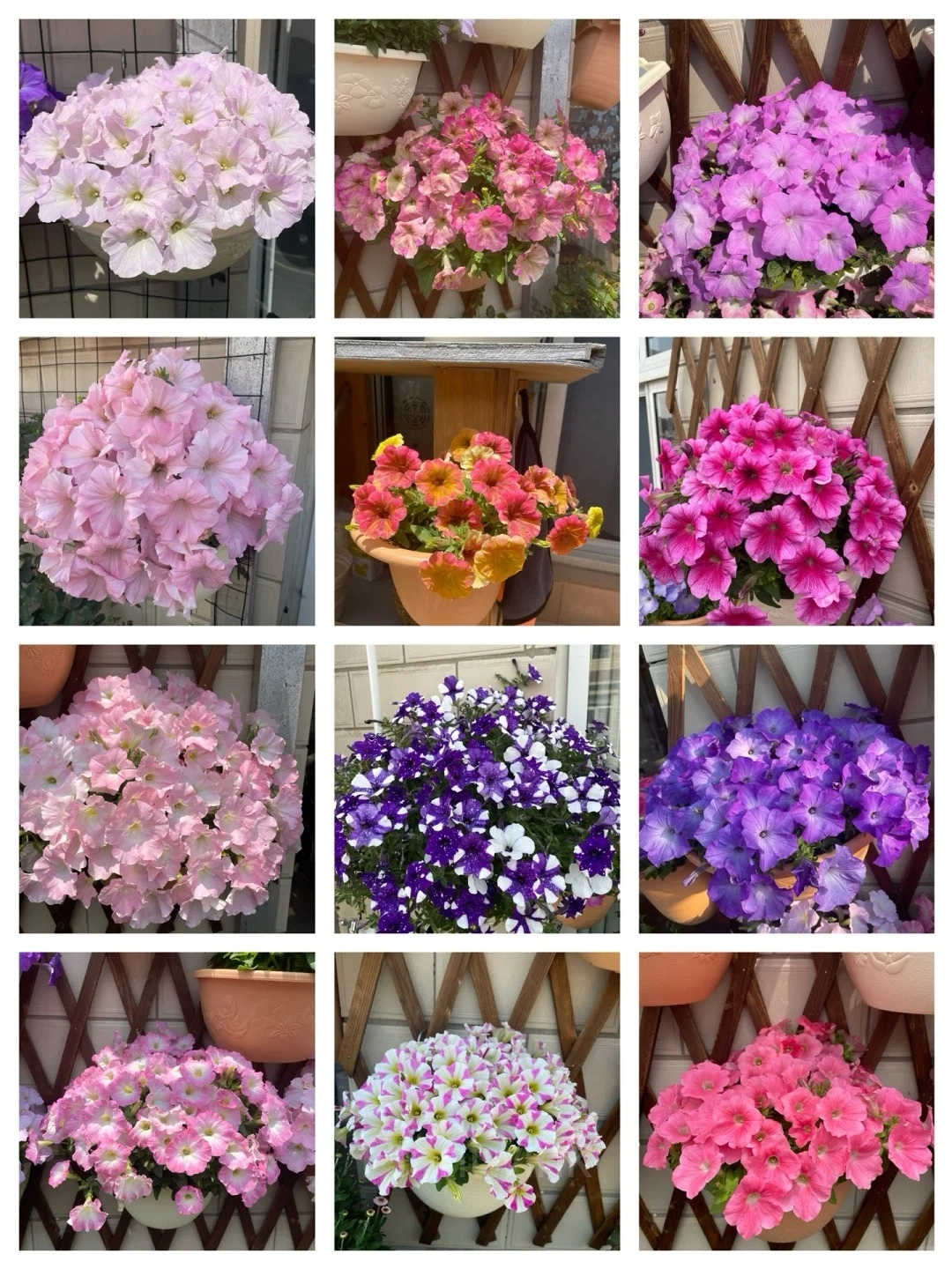 The Latest Petunia Varieties In 2024 - View 3