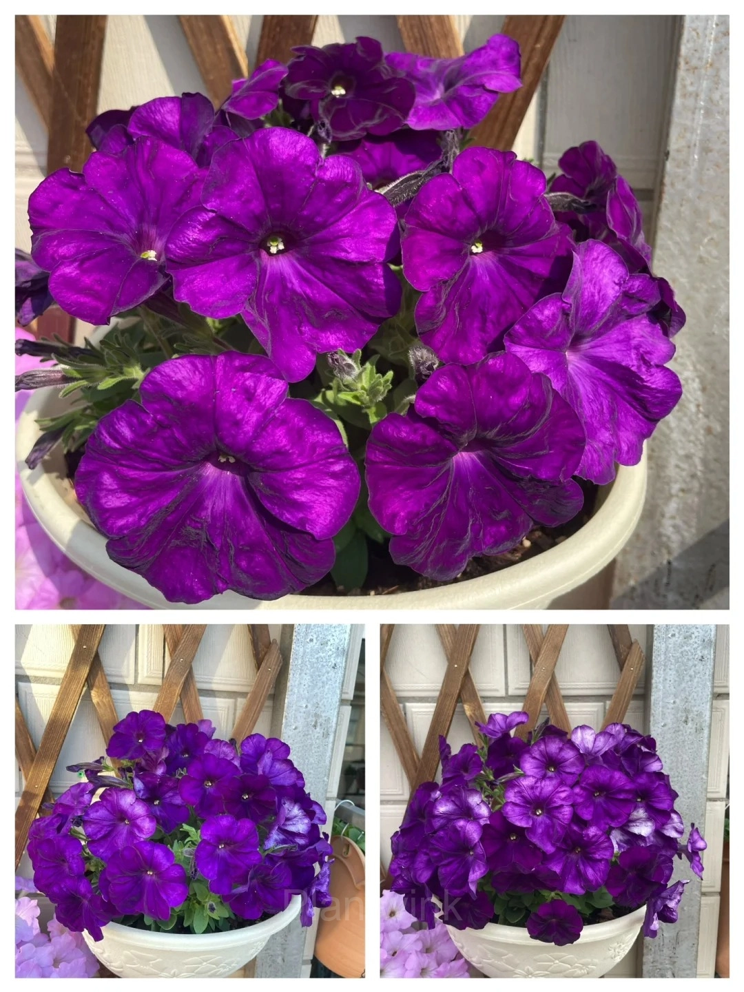 The Latest Petunia Varieties In 2024 - View 4