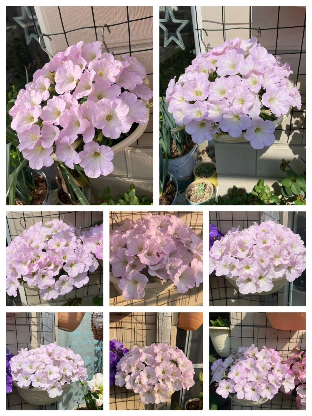 The Latest Petunia Varieties In 2024 - View 5