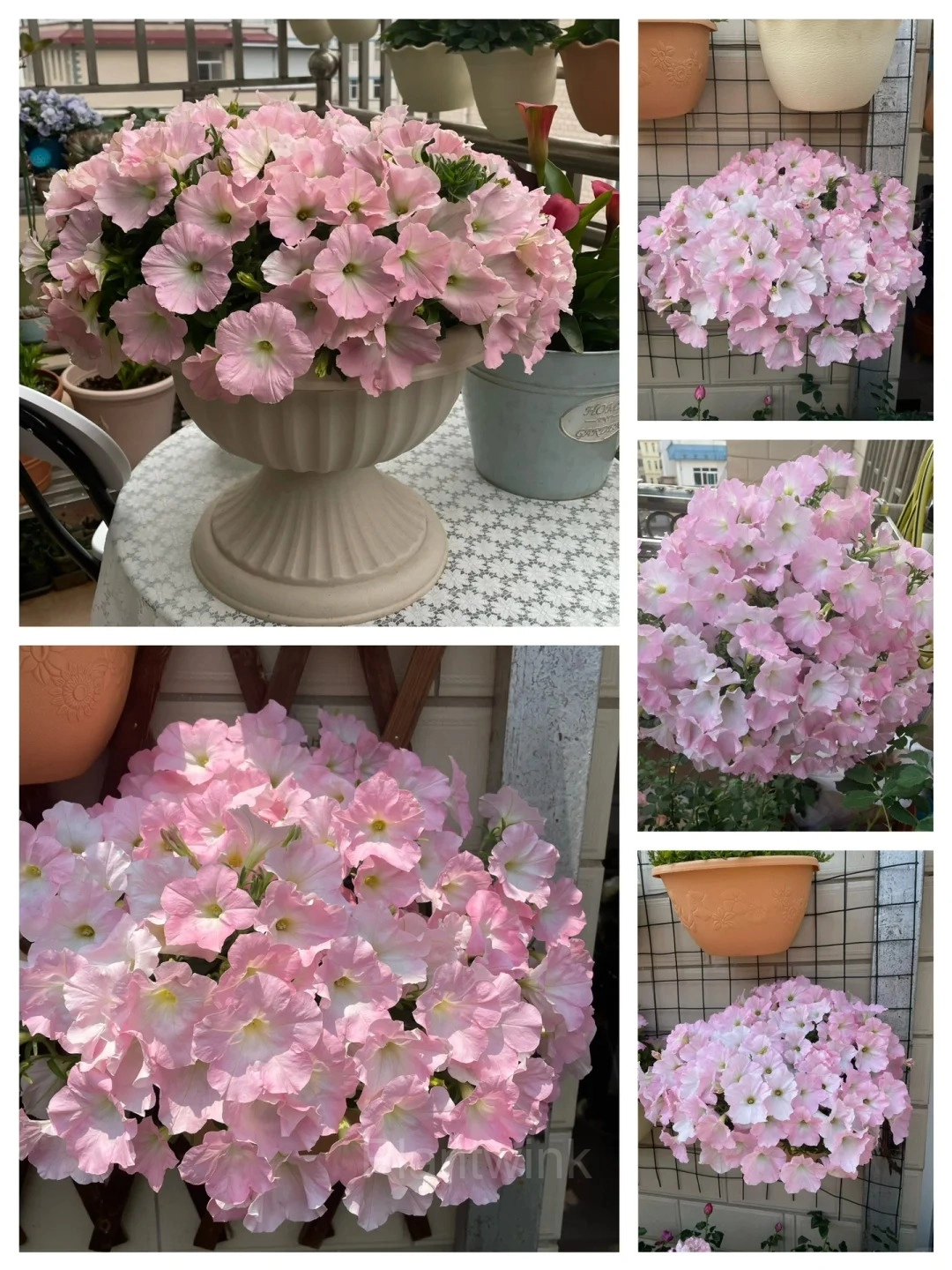 The Latest Petunia Varieties In 2024 - View 6