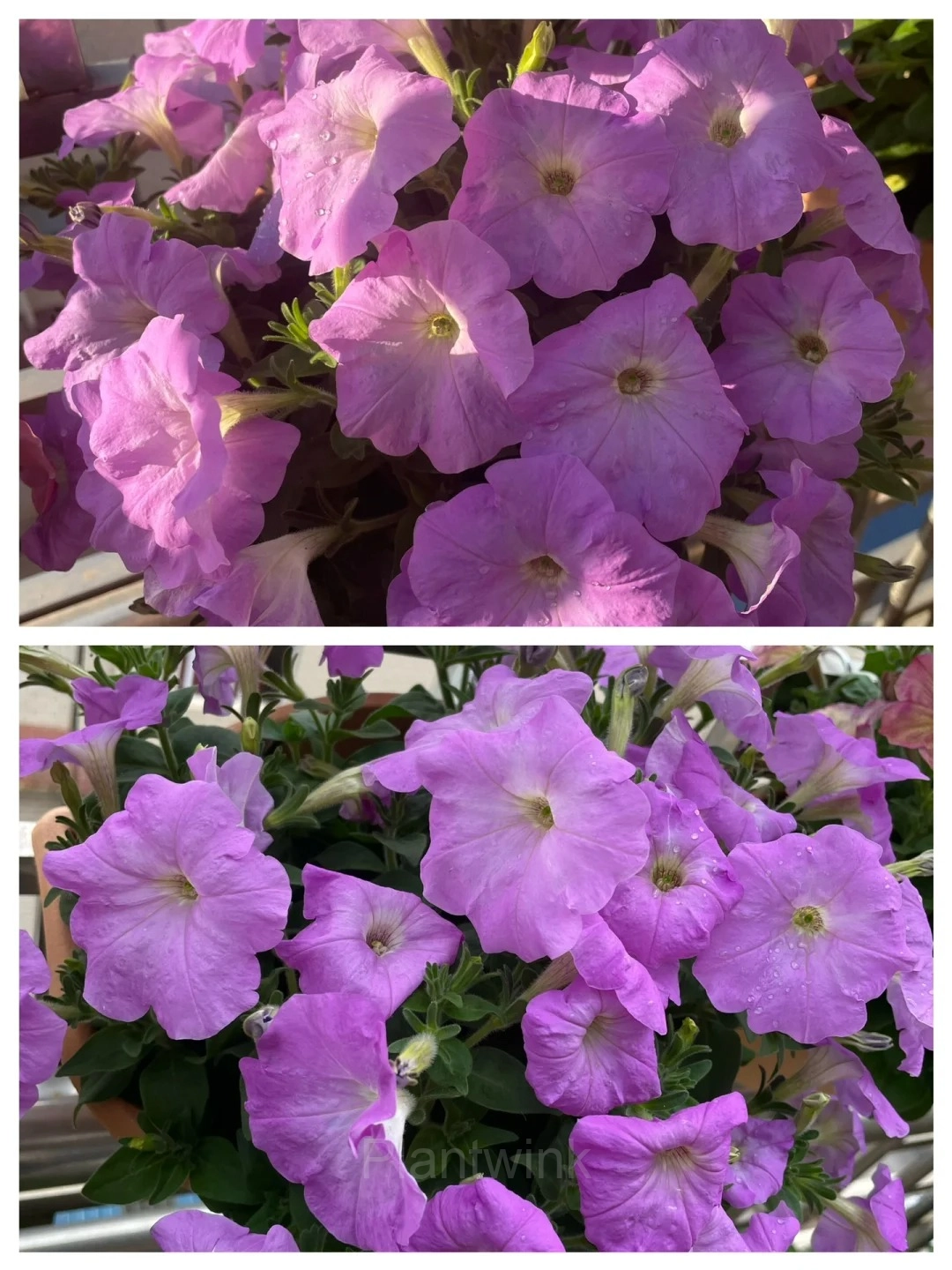 The Latest Petunia Varieties In 2024 - View 7