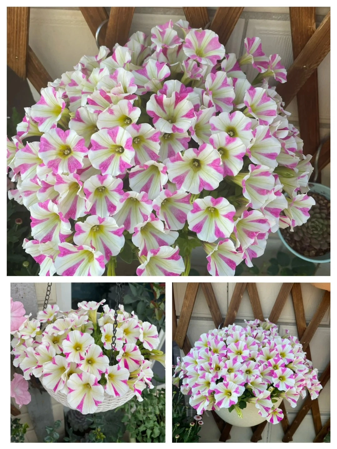 The Latest Petunia Varieties In 2024 - View 8