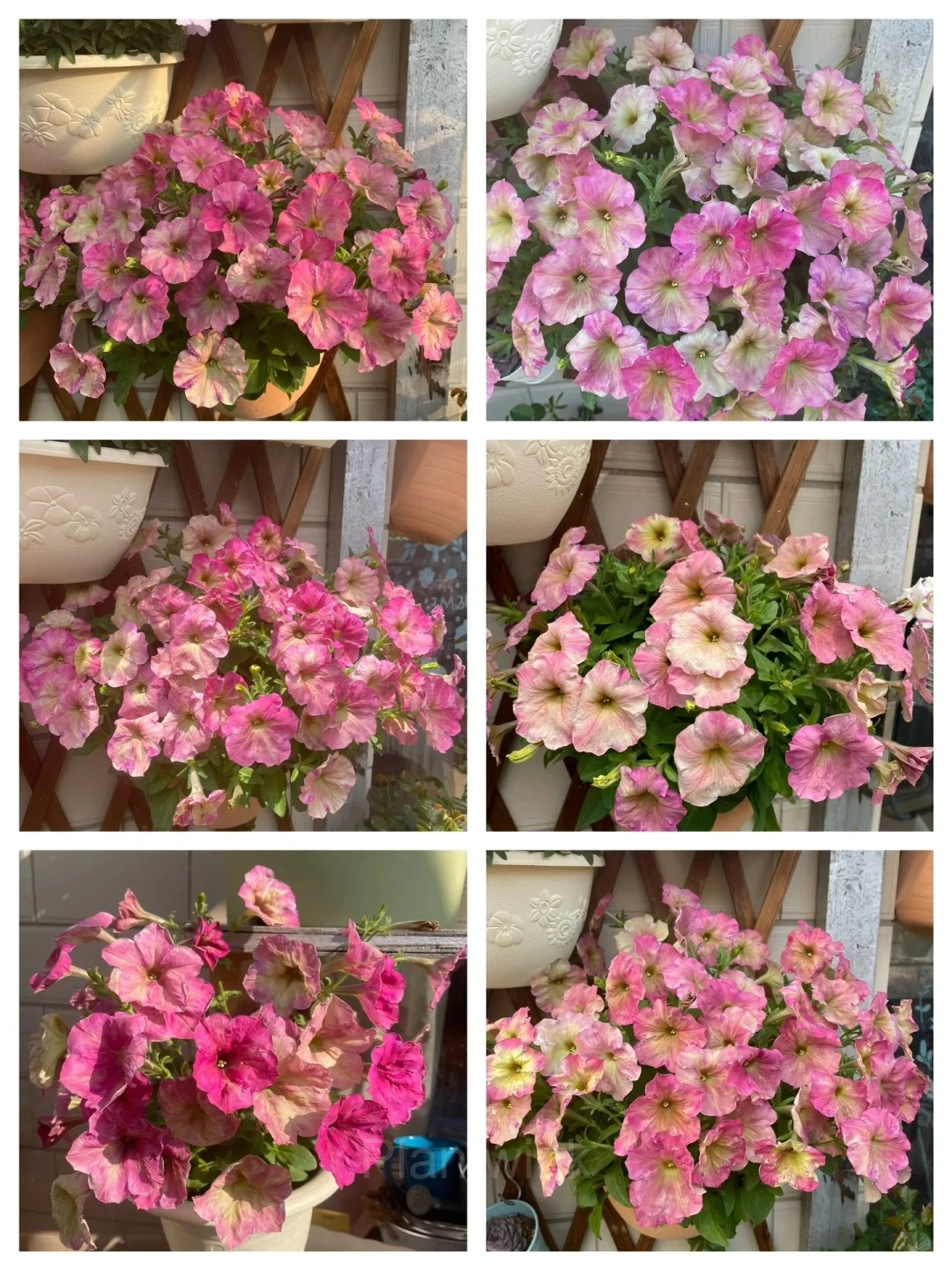 The Latest Petunia Varieties In 2024 - View 9